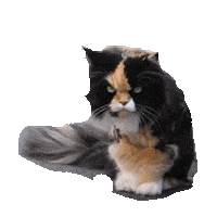 mean STICKER by imoji
