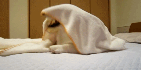 puppy dog GIF
