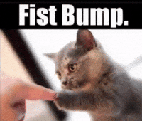 Cat Fist Bump GIF