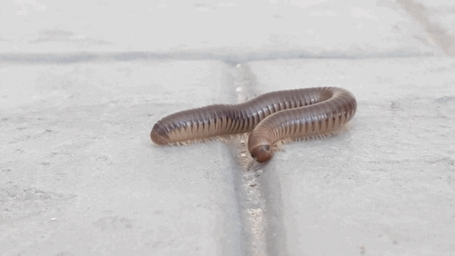 thepickleru giphyupload GIF