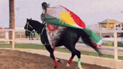 Horse Flag GIF