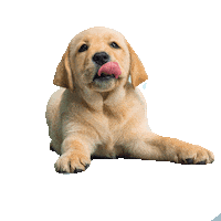 Dog Scott Sticker by BCW Perú