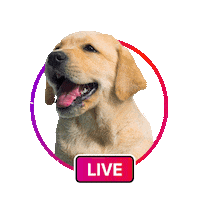 Dog Scott Sticker by BCW Perú