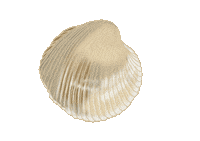 Beach Ocean Sticker