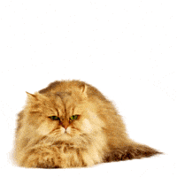 mmb monetakocour GIF by MonetaMoneyBank