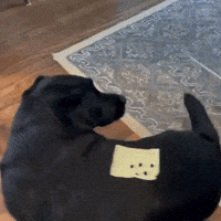 Confused Cheese GIF by Respective
