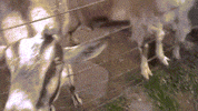GIF by Random Goat