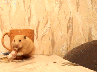 Video gif. A hamster is eating their snack calmly when suddenly, a tabby cat jumps up next to them. They shove the entire snack into their mouth, going hamster-cheeked, as the cat sniffs them.