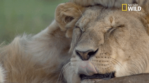 National Geographic Cuddle GIF by Nat Geo Wild