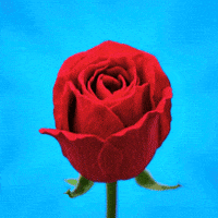 I Love You GIF