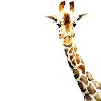 sveklaart giraffe да жираф животное Sticker