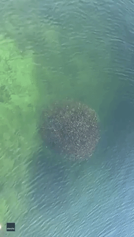 Hungry Alaskan Harbor Seal Circles and Snacks on Bait Ball of Herring