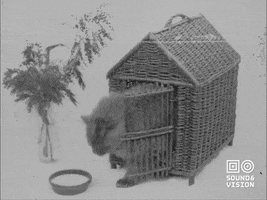 Cat GIF by Beeld & Geluid