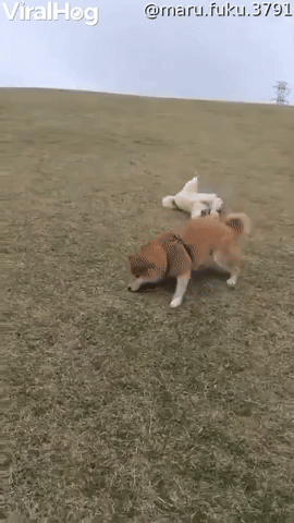Silly Dogs Slide Down Grassy Hill