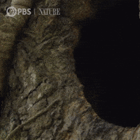 Pbs Nature Hello GIF by Nature on PBS