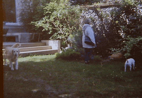 dominiklange34ca giphyupload GIF