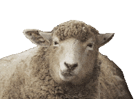 peacs sheep 美味しい 食べる もぐもぐ Sticker