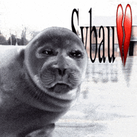 nikotoba seal niko sybau niko the seal GIF