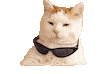 Cool Cat Deal With It Sticker by Baruch Geuze