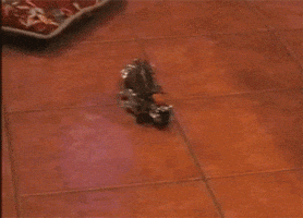 Frog Spinning GIF by AFV Pets