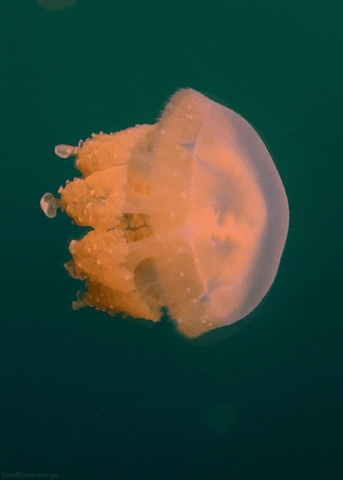 wonders of life jellyfish GIF by Head Like an Orange