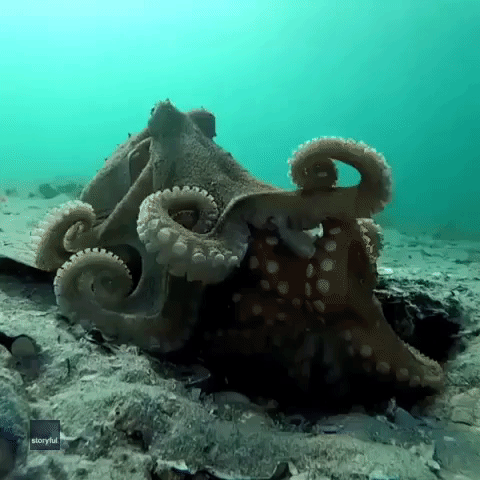 Octopus 'Slaps' Partner and Makes Swift Exit Following Hours-Long Mating Session