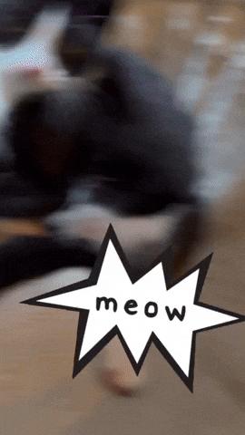 Cat Meow GIF