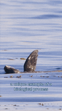 Floating Sea Lion GIF by Monterey Bay Aquarium