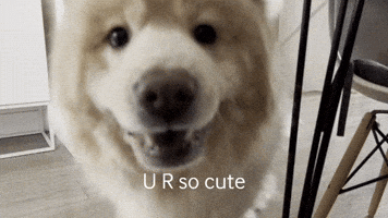 Dog GIF