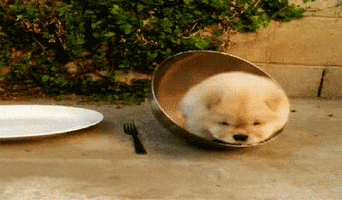 chow chow dog GIF