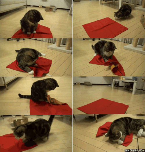 cat blanket GIF by Cheezburger