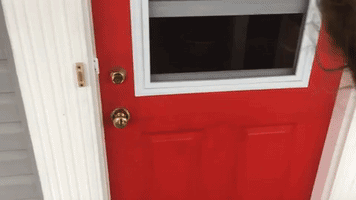 Puppy Has Best Reaction Ever to Owners Returning Home
