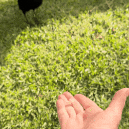 Magpie GIF by Darren Purchese