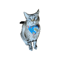 Onomatopoeia Sticker by Geekster Pets