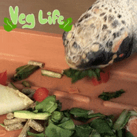 PeninsulaHumaneSocietySPCA salad adopt veggies shelter GIF