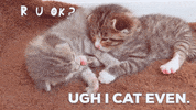 PeninsulaHumaneSocietySPCA kitten cant even checking in you okay GIF