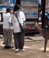 China Fight GIF