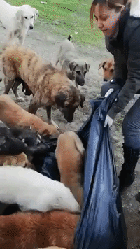 Activist Collects Donations to Feed Hundreds of Stray Dogs in Turkey