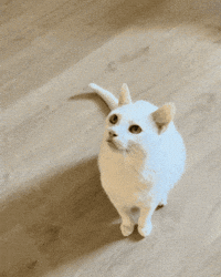 Boytheflipcat GIF