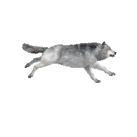 Wolves Wolfpack Sticker by Great Wolf Lodge
