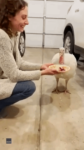 Woman Introduces Pet Turkey to Family