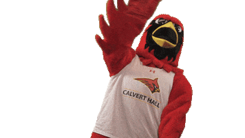 calverthallcollege cardinals hall cardinal calvert Sticker