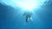 discovery channel swimming GIF by Discovery Europe