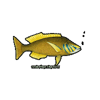 Deep Sea Swimming Sticker by The Wild Curiosity