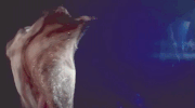 taylor swift dancing GIF