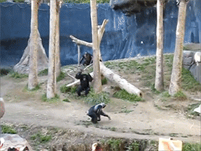 zoo chimp GIF