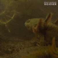 How To Survive Survival GIF by CBC