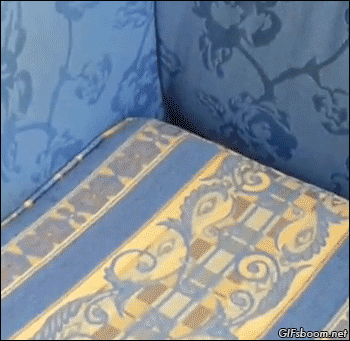 cat sleeping GIF