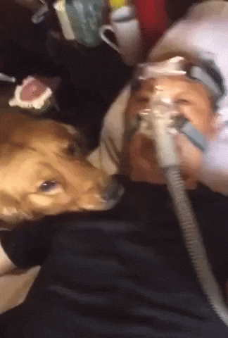 cuteanimalland giphyupload GIF