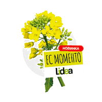 lidea_seeds canola rapeseed lidea lidea seeds Sticker